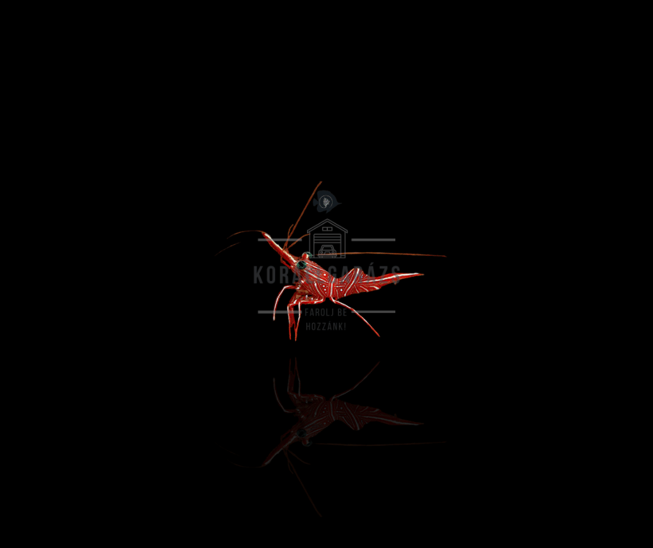 Rhynchocinetes Uritai